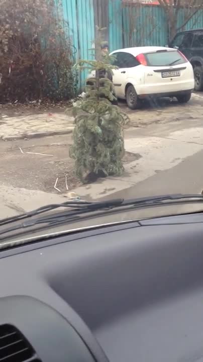 Елха, посадена в улична дупка