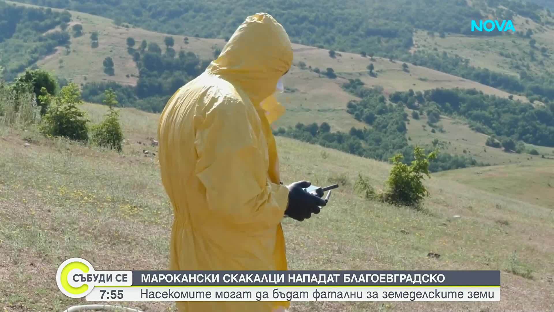 Как жителите на Сандански и Петрич се справят с нашествието на марокански скакалци