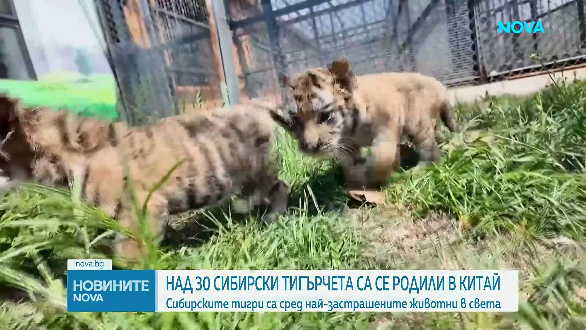 Сибирски тигърчета в Китай