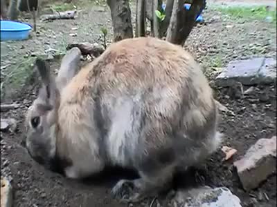 Тайното местенце на мама зайка