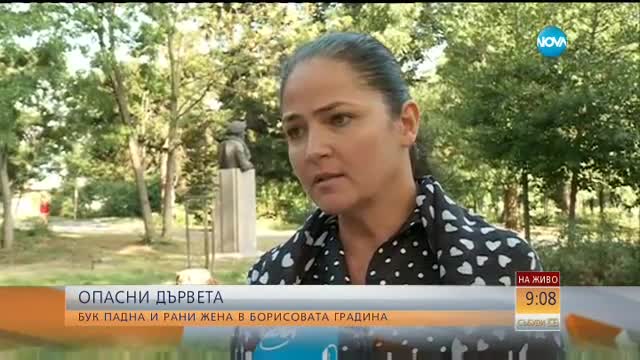 Падналото в Борисовата градина дърво изглеждало напълно здраво