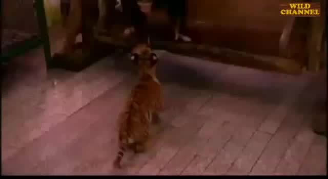 Маймуна храни бебе тигър