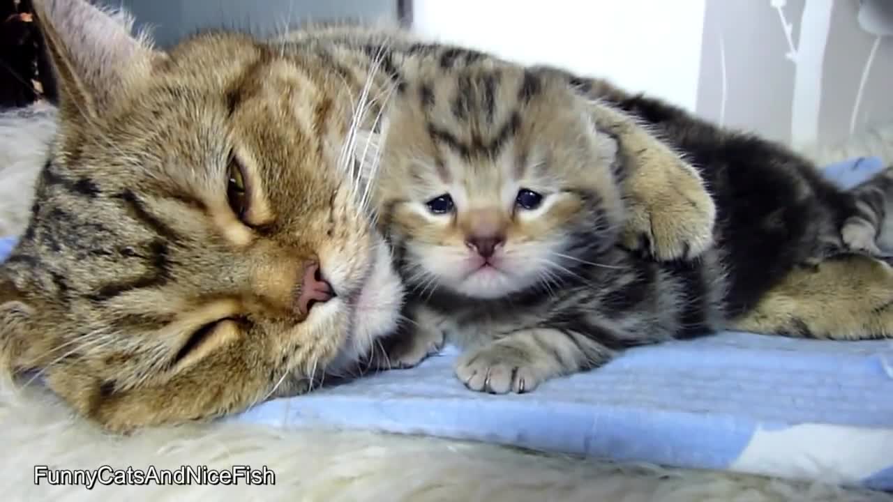 >Котка гушка малкото си