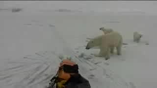 Близо До Белите Мечки...