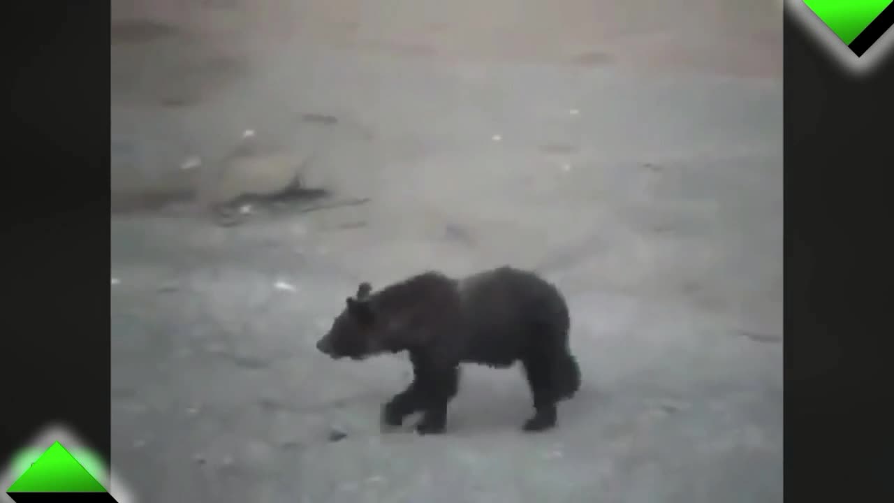 Хора срещу мечки- само в Русия