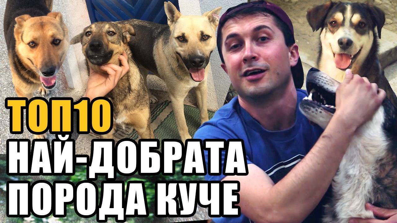 Топ 10 Коя е най-добрата порода кучета?