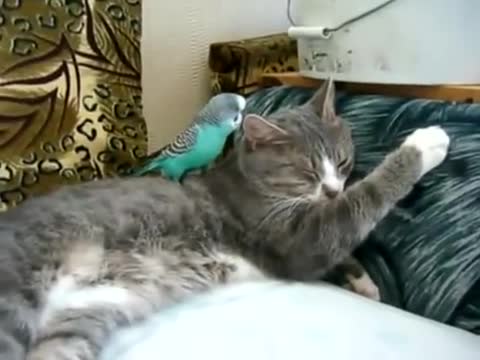 Папагалче се закача със спящо коте
