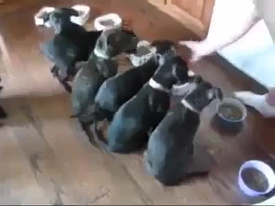 Добре възпитани кучета