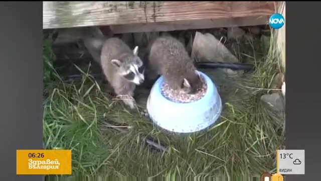 Еноти закусват обилно