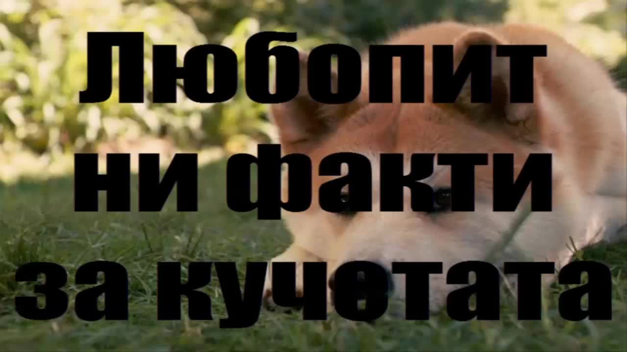 Любопитни факти за кучетата