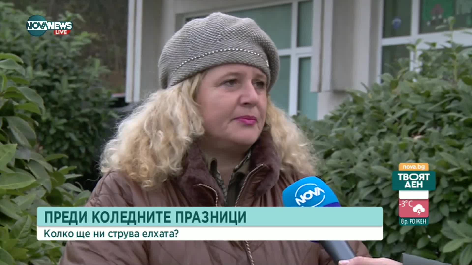 Колко поскъпват елхите тази година