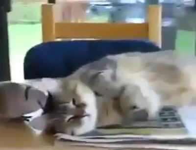 Смях! Гугутка тормози котка и не и дава да спи!