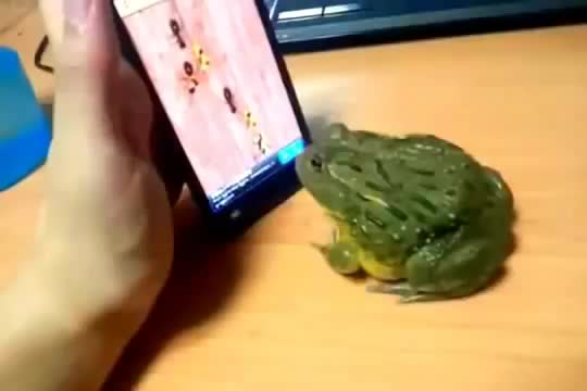 Жаба си играе на телефон - смях