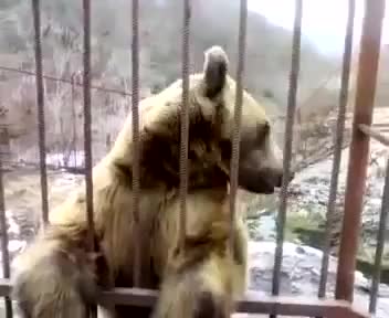 Мечка показва колко е скромна! Смях!