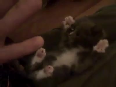 Супер сладурско коте!