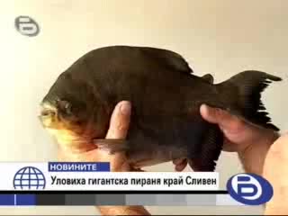 Пираня Уловиха Край Сливен Бтв Новини 11.09.09