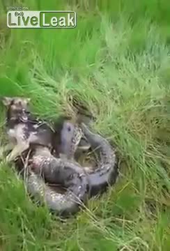 Мъж спасява куче от хватката на Анаконда