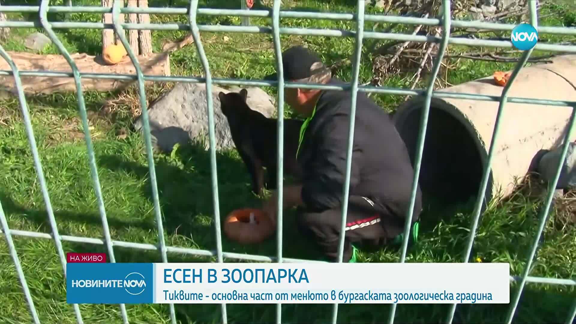"Тиквено парти" в зоопарка в Бургас: Черната пантера Багира и капибарите на есенно пиршество
