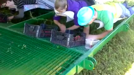 Ето така се берат ягоди. Удобно и практично !