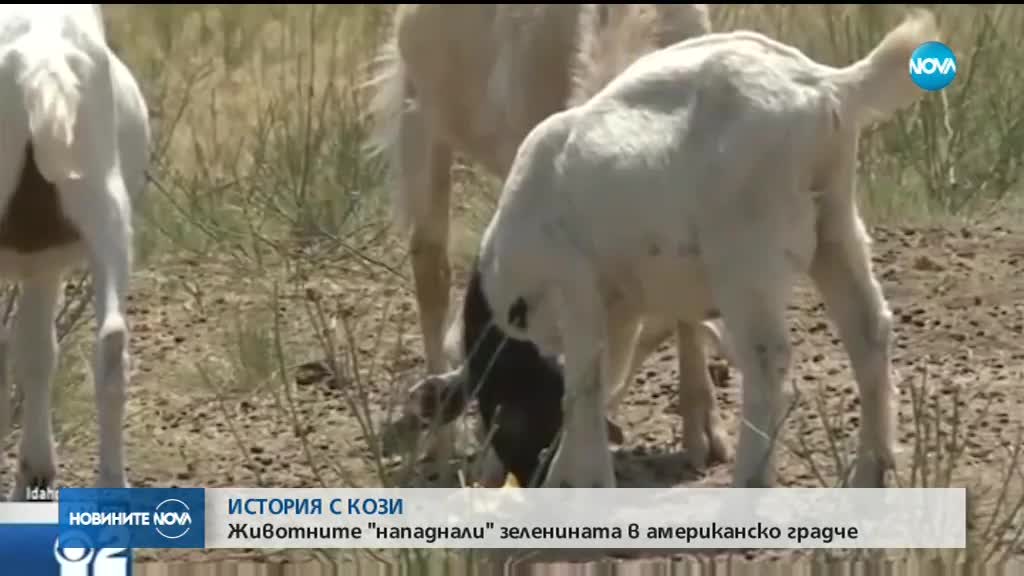 Повече от 100 кози се появиха изненадващо в американския град Бойзи