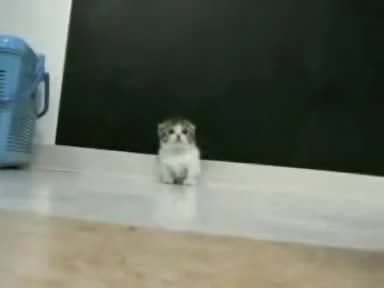 Много Много Сладко Котенце