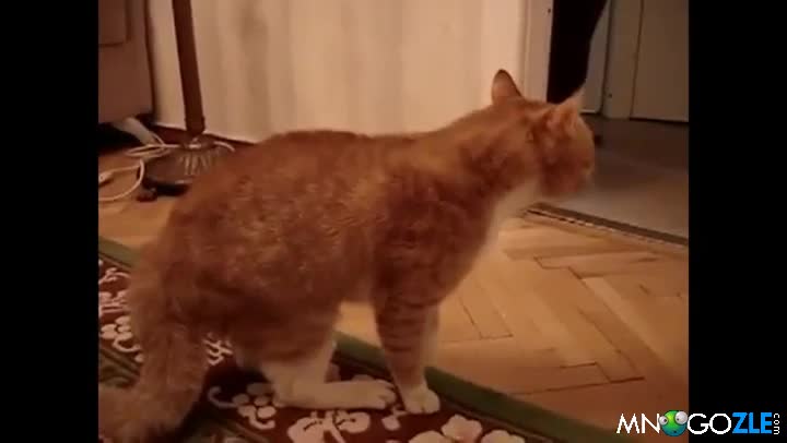 Коте изперква от лошо отношение