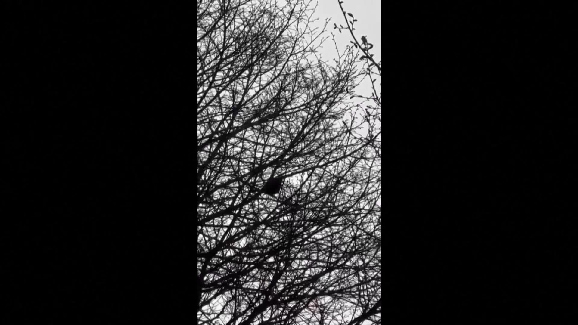 Заснеха пойна птица, имитираща полицейска сирена (ВИДЕО)