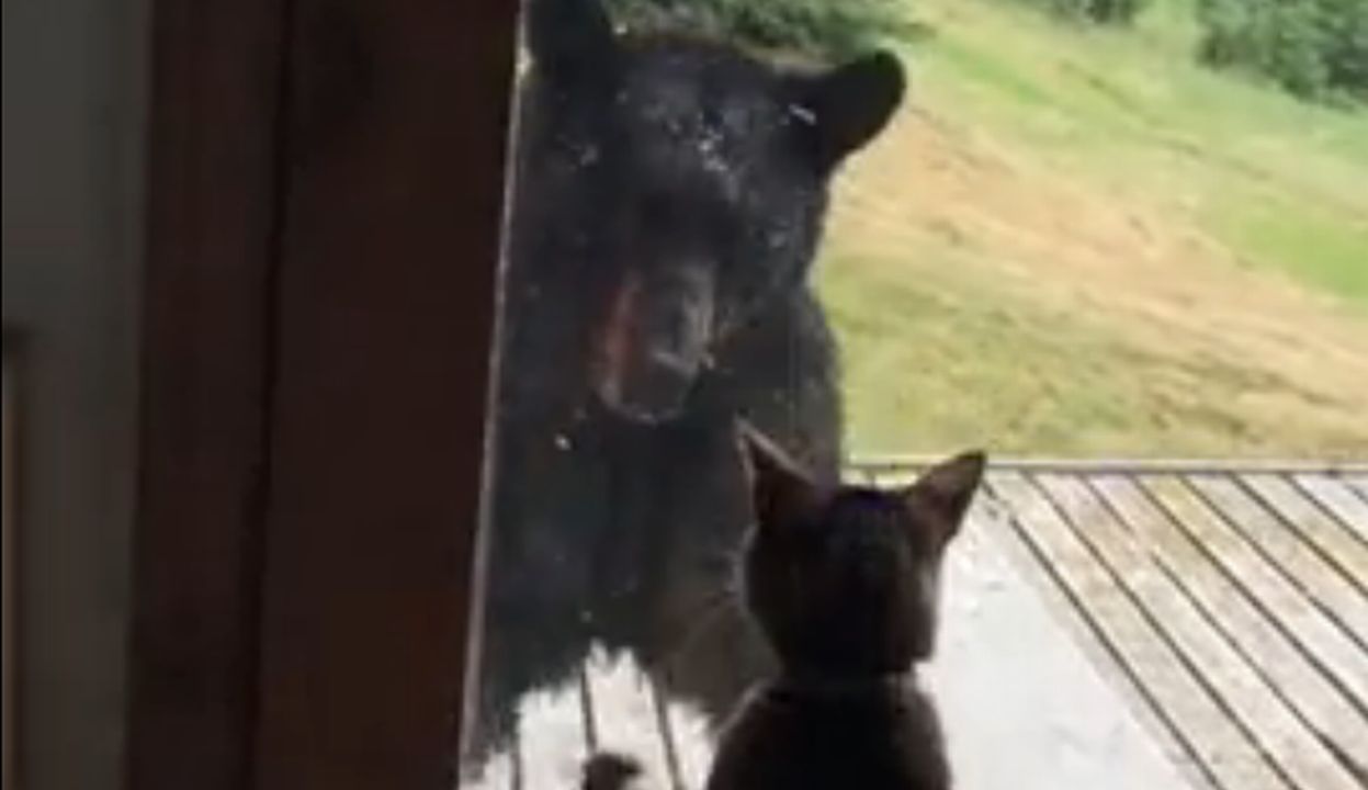 Котка плаши мечка