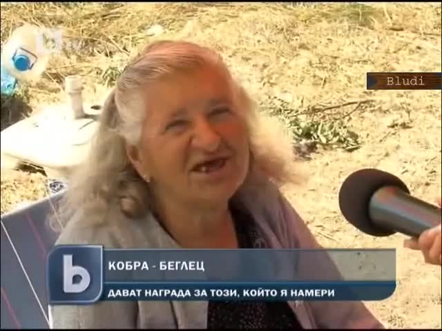Огромна 2м. кобра избяга край пътя София - Кулата до Дупница