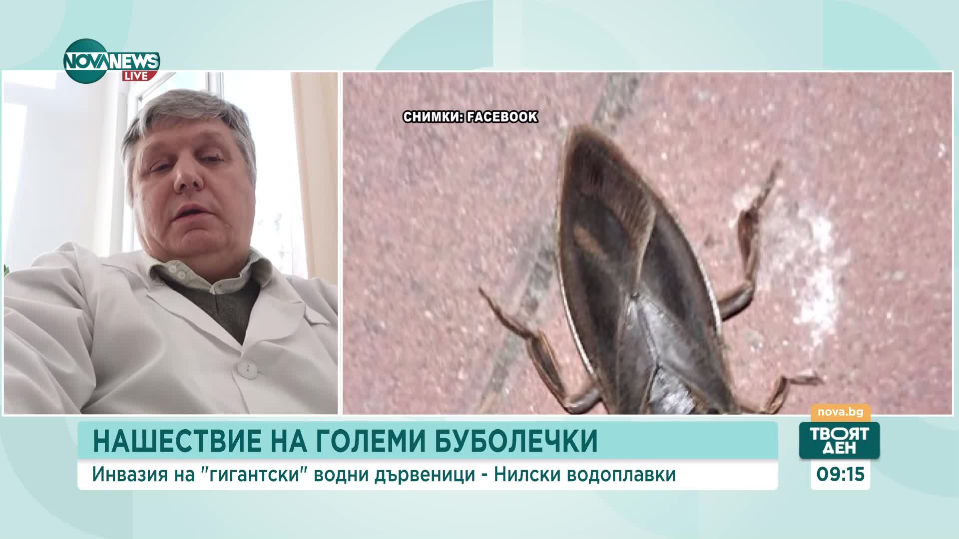Опасно ли е ухапването от насекомото нилска водоплавка