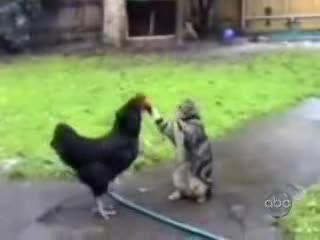 Много Смешни Котки