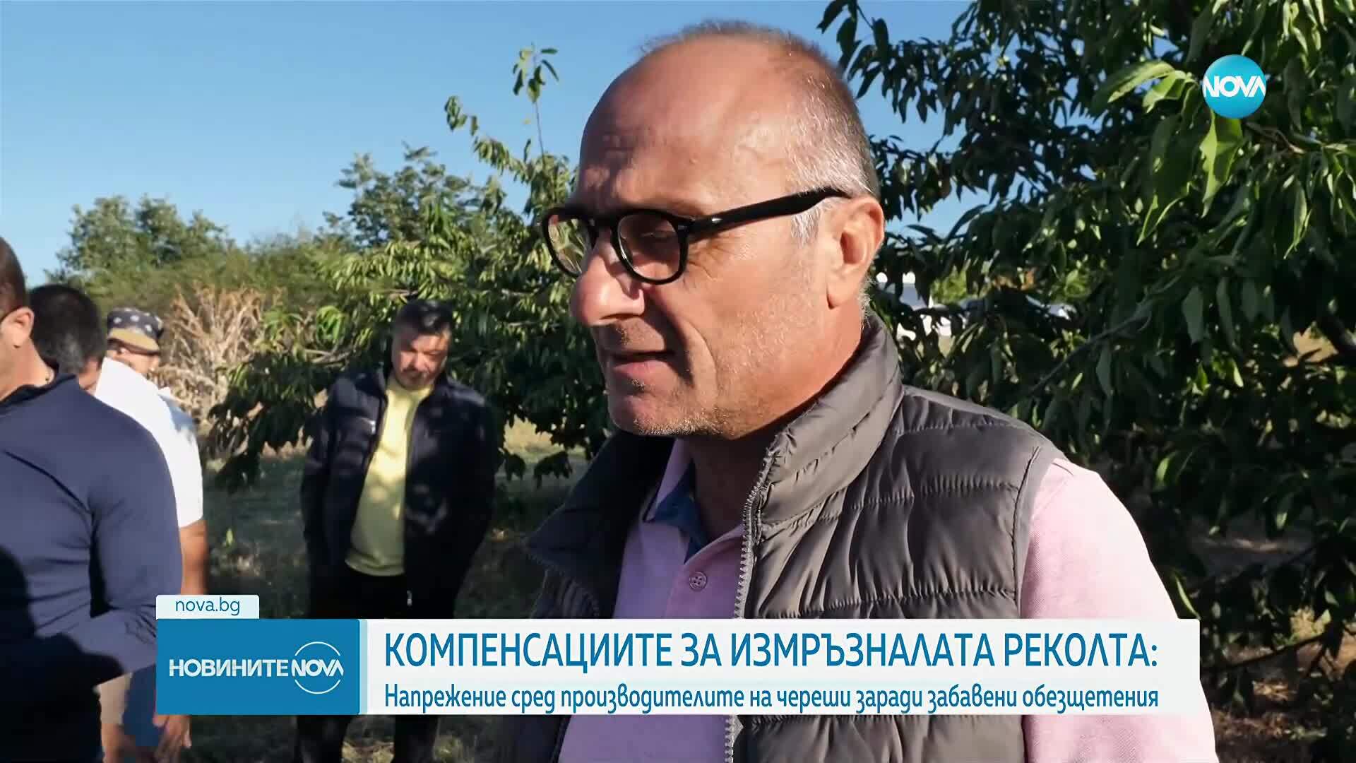 Напрежение сред производителите на череши: Какво обезщетение ще получат от държавата