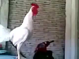 петел лае като куче и се смее !!!