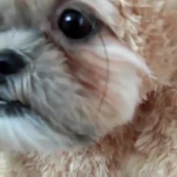 Куче облечено като мече!