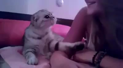 Коте си изпроси целувка .