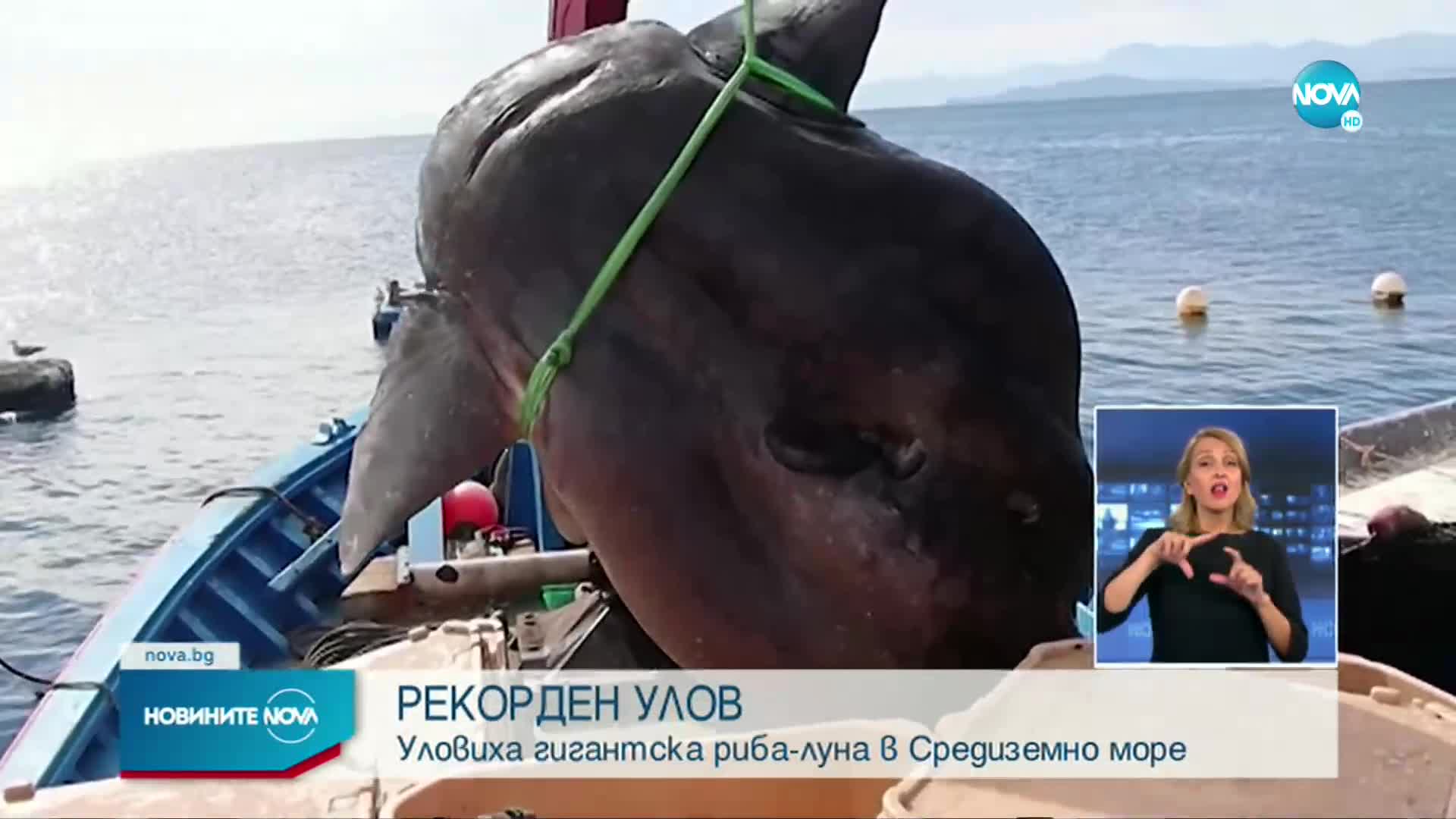 Рибари попаднаха на рекордно голяма риба в Средиземно море