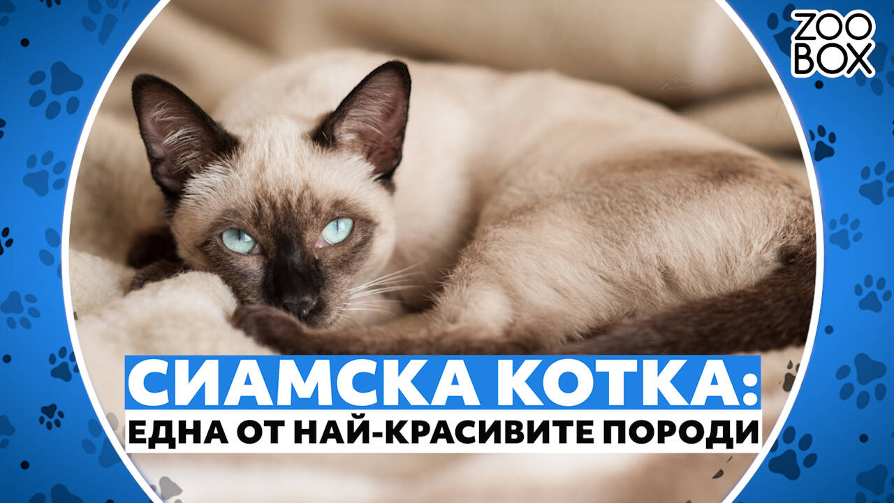 Сиамска котка: една от най-красивите породи котки