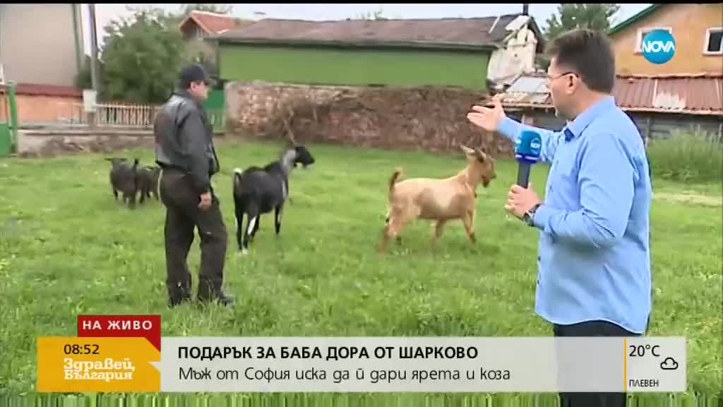 ПОДАРЪК ЗА БАБА ДОРА: Мъж иска да й дари ярета и коза