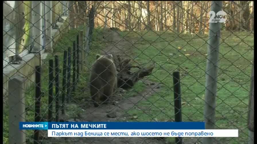 Паркът за танцуващите мечки в Белица пред закриване заради лош път