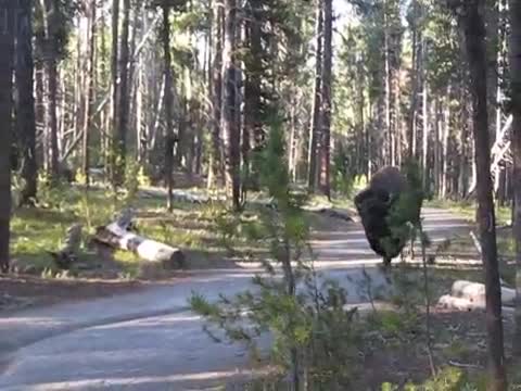 Среща с бизон в гората Смях