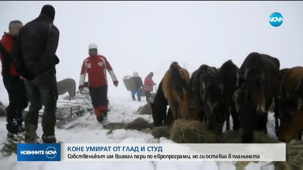 Собственикът на изоставените коне без разрешително да ги гледа в планината