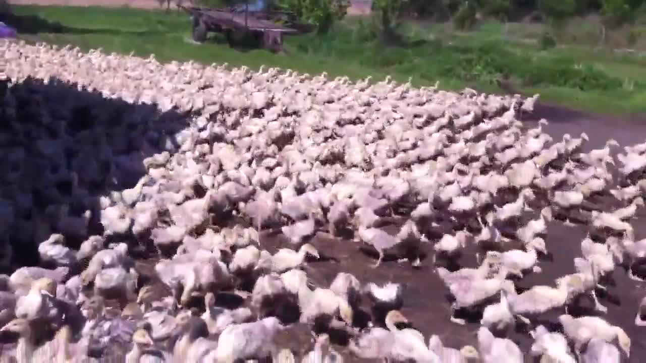 Виждали ли сте толкова патета наведнъж?
