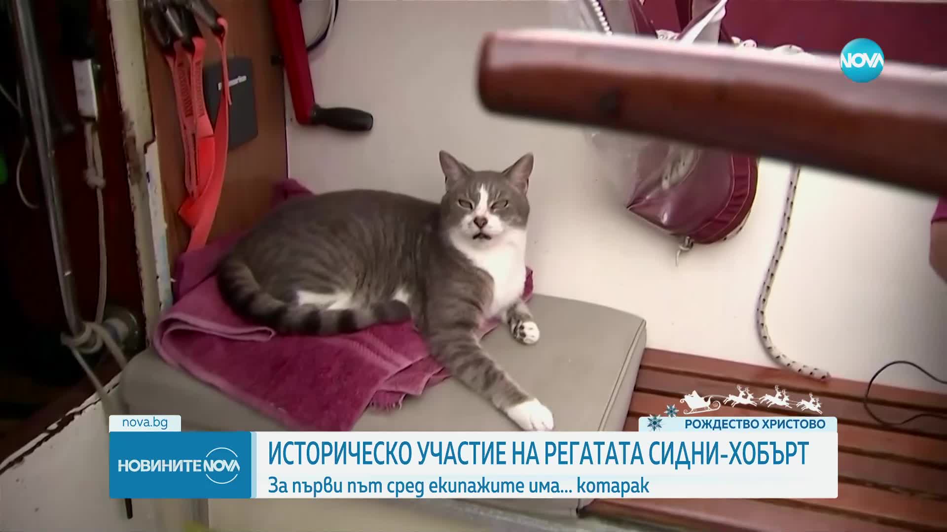 Историческо участие на регатата Сидни-Хобърт: За първи път сред екипажа има котарак