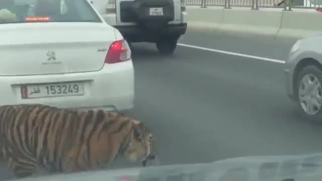 Тигър изскочи на пътя в Катар