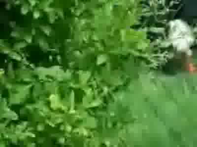 Куче Прави Секс  Със Патка Смях