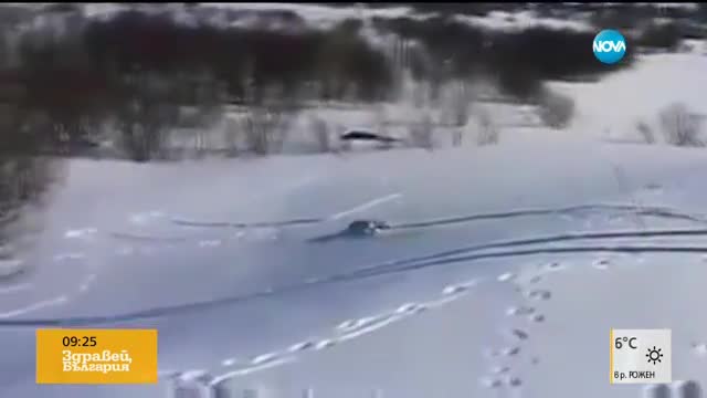 И кучетата обичат да се пързалят в снега