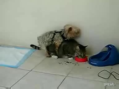 Секс Между Куче И Котка!