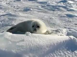 Къде си мамо ?