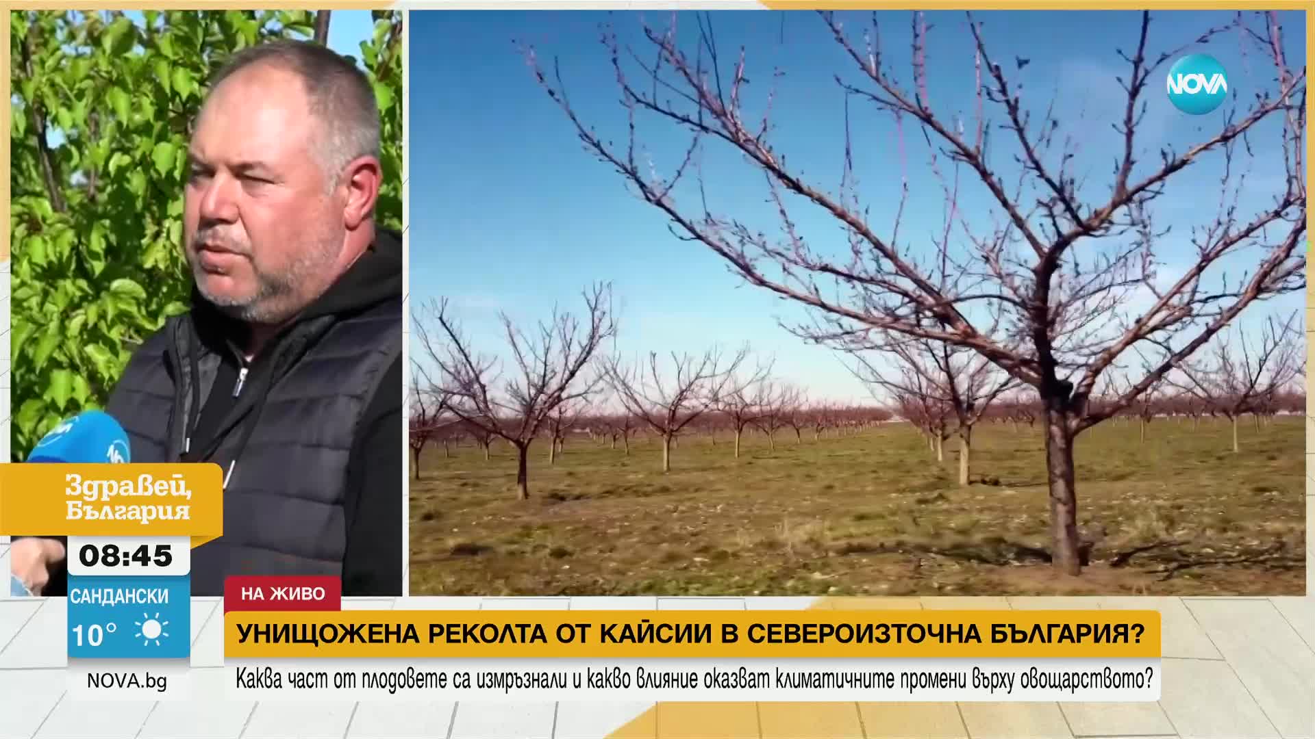 Ще има ли кайсии българско производство това лято