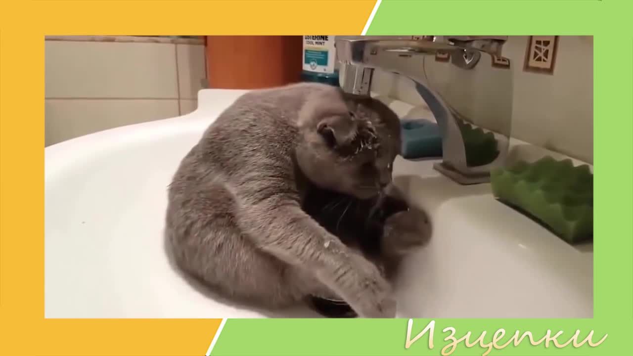 Изцепки с много глупави хора и животни